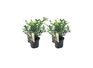 7428471027549 - Plant in a Box - Kaukasus Schneeball - 2 Stk - Sarcococca Confusa - Höhe 30-40cm - Topf 17cm