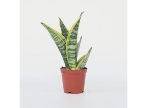 7428471066616 - Plant in a Box - Bogenhanf - 4 Stk - Sansevieria Futura Superba - Höhe 35-40cm - Topf 12cm