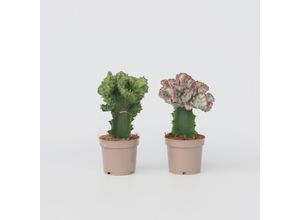 7428471106428 - Plant in a Box - Cowboy-Kaktus - 2 Stk - Euphorbia Lactea - Höhe 25-30cm - Topf 12cm