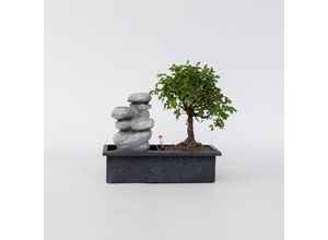 7428471121674 - Plant in a Box - Bonsaibaume - Bonsai - Höhe 25-35cm - Topf 29cm