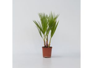 7428471132632 - Plant in a Box - Mexikanische Fächerpalme - Washingtonia robusta - Höhe 50-60cm - Topf 15cm