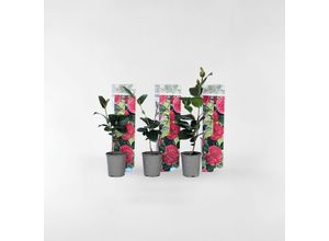 7428471157512 - Plant in a Box - Japanische Rose - 3 Stk - Camellia japonica Lady Campbell - Höhe 25-40cm - Topf 9cm