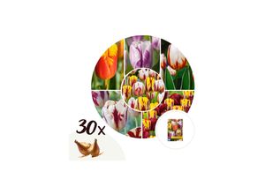 7428471282504 - Plant in a Box - Tulpenzwiebeln - 30 Stk - Tulipa Flaming Beauty Mix - Blumenzwiebeln