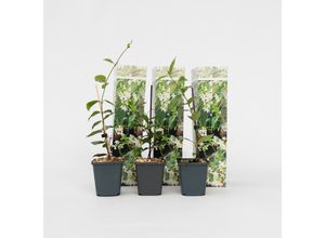 7428471290387 - Plant in a Box - Sternjasmin - 3 Stk - Trachelospermum jasminoides - Höhe 25-40cm - Topf 9cm