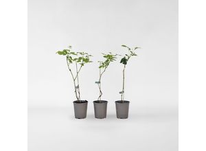 7428471360547 - Plant in a Box - Taybeere - 3 Stk - Rubus Tayberry - Höhe 25-40cm - Topf 9cm