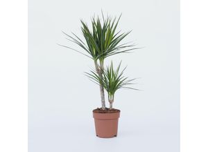 7428471397758 - Plant in a Box - Drachenbaum - Dracaena marginata - Höhe 70-80cm - Topf 17cm