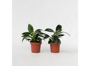 7428471448917 - Plant in a Box - Baumfreund - 2 Stk - Philodendron Green Princess - Höhe 20-30cm - Topf 12cm