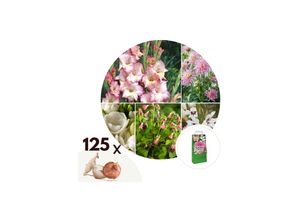 7428471511130 - Plant in a Box - Blumenzwiebelmischung - 125 Stk - Dahlia Gladiolus Freesia Oxalis - Rosa