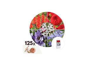 7428471519860 - Plant in a Box - Blumenzwiebelmischung - 125 Stk - Gladiolus Dahlia Freesia - Blau