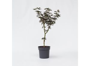 7428471537819 - Plant in a Box - Japanischer Ahorn - Acer palmatum Starfish - Höhe 60-70cm - Topf 19cm