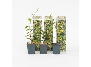 7428471552607 - Plant in a Box - Sternjasmin - 3 Stk - Trachelospermum jasminoides - Höhe 25-40cm - Topf 9cm