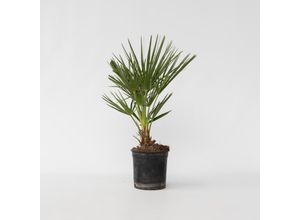 7428471568349 - Plant in a Box - Bergpalme - Chamaerops humilis - Höhe 50-60cm - Topf 15cm