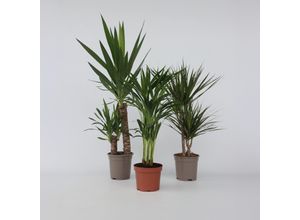 7428471582123 - Plant in a Box - Set aus großen Zimmerpalmen - 3 Stk - Indoor Palmmix XL - Höhe 70-90cm - Topf 17cm