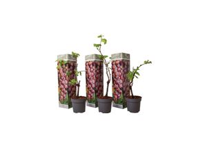 7428471593426 - Plant in a Box - Traubenpflanze - 3 Stk - Vitis vinifera pinot gris - Höhe 25-40cm - Topf 9cm