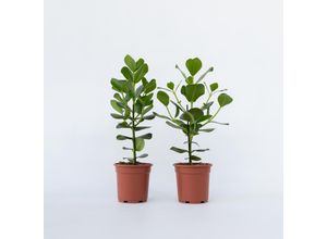 7428471596113 - Plant in a Box - Balsamapfel - 2 Stk - Clusia rosea Princess - Höhe 50-60cm - Topf 17cm