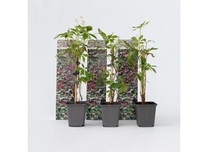 7428471674255 - Plant in a Box - Wilder Wein - 6 Stk - Parthenocissus quinquefolia - Höhe 25-40cm - Topf 9cm