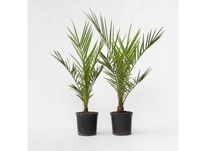 7428471689372 - Plant in a Box - Kanarische Dattelpalme - 4 Stk - Phoenix canariensis - Höhe 50-60cm - Topf 15cm