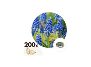 7428471941005 - Plant in a Box - Traubenhyazinthen - 200 Stk - Muscari armeniacum - Blumenzwiebeln - Blau