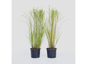 7428471957433 - Plant in a Box - Chinaschilf Zebrinus - 2 Stk - Miscanthus Gracillimus - Höhe 40-60cm - Topf 23cm