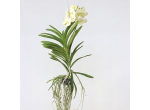 7428472036557 - Plant in a Box - Vanda-Orchidee - Vanda Tayanee White - Höhe 45-55cm