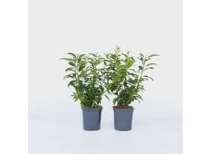 7428472142401 - Plant in a Box - Forsythie - 2 Stk - Forsythia intermedia Minigold - Höhe 25-40cm - Topf 17cm