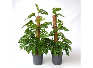 7428472158365 - Plant in a Box - Fensterblatt - 2 Stk - Monstera adansonii Monkey Mask - Höhe 60-70cm - Topf 16cm