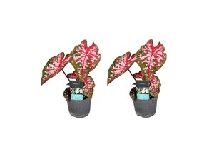 7428472166216 - Plant in a Box - Buntblatt - 2 Stk - Caladium Carolyn Whorton - Höhe 25-40cm - Topf 13cm