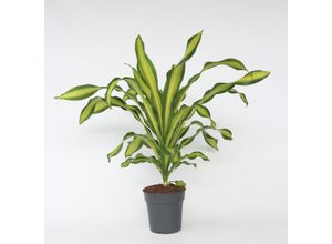 7428472331966 - Plant in a Box - Drachenbaum - Dracaena fragrans Charley - Höhe 100-110cm - Topf 24cm