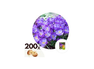 7428472406909 - Plant in a Box - Krokuszwiebeln - 200 Stk - Crocus Ruby Giant - Blumenzwiebeln - Lila 7428472406909 - Plant in a Box - Krokuszwiebeln - 200 Stk - Crocus Ruby Giant - Blumenzwiebeln - Lila