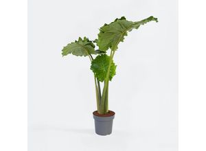 7428472417301 - Plant in a Box - Alokasie - Alocasia Portodora - Höhe 110-120cm - Topf 32cm