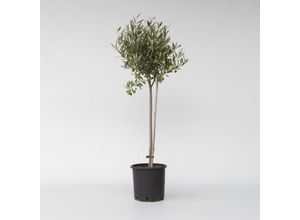 7428472558523 - Plant in a Box - Olivenbaum - Olea europaea - Höhe 80-90cm - Topf 19cm