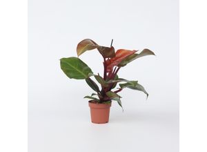 7428472633114 - Plant in a Box - Baumfreund - Philodendron Sun Light - Höhe 20-30cm - Topf 12cm