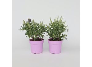 7428472644240 - Plant in a Box - Schmetterlingsfliedern - 2 Stk - Buddleja davidii Candy - Höhe 30-40cm - Topf 19cm