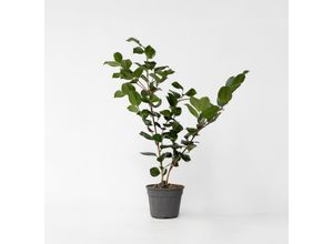 7428472656861 - Plant in a Box - Japanische Rose - Camellia japonica Bonomiana - Höhe 50-60cm - Topf 15cm