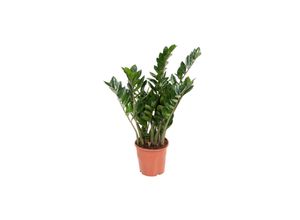 7428472679082 - Plant in a Box - Glücksfeder - Zamioculcas Emerald - Höhe 70-80cm - Topf 21cm