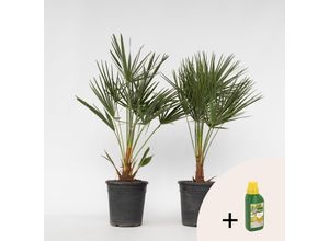 7428472701370 - Plant in a Box - Bergpalme - 2 Stk - Chamaerops humilis - Höhe 70-80cm - Topf 21cm