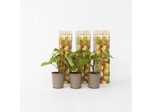 7428472722771 - Plant in a Box - Kiwipflanze - 6 Stk - Actinidia deliciosa Jenny - Höhe 20-40cm - Topf 9cm