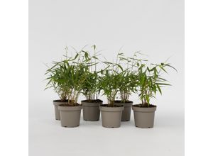 7428472754840 - Plant in a Box - Bambus - 6 Stk - Fargesia scabrida Asian Wonder - Höhe 25-40cm - Topf 13cm