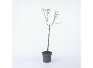 7428472777825 - Plant in a Box - Apfelbaum - Malus domestica Elstar - Höhe 90-100cm - Topf 21cm