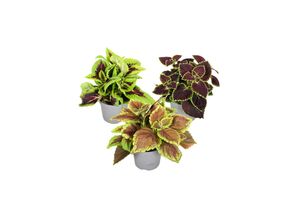 7428472814254 - Plant in a Box - Brennnessel - 3 Stk - Plectranthus scutellarioides - Höhe 25-40cm - Topf 13cm