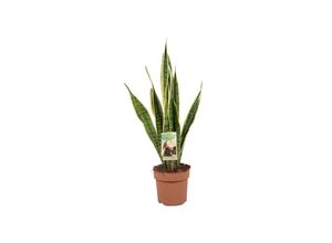 7428472834672 - Plant in a Box - Bogenhanf - Sansevieria trifasciata Laurentii - Höhe 60-70cm - Topf 17cm