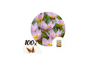 7428472835181 - Plant in a Box - Tulpenzwiebeln - 100 Stk - Tulipa Lilac Wonder - Blumenzwiebeln - Mehrfarbig