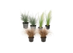 7428472878058 - Plant in a Box - Ziergras-Set - 6 Stk - Stipa Festuca Carex - Höhe 15-25cm - Topf 11cm