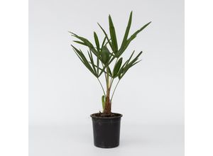 7428472894508 - Plant in a Box - Windmühlenpalme - Trachycarpus Fortunei - Höhe 35-45cm - Topf 15cm