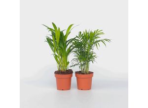 7428472895857 - Plant in a Box - Kleine Zimmerpalmen - 4 Stk - Dypsis Chamaedorea - Höhe 25-40cm - Topf 12cm