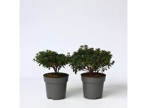 7428473283486 - Plant in a Box - Azalee - 4 Stk - Rhododendron azalea Anouk - Höhe 25-40cm - Topf 17cm