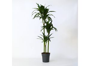 7428473316566 - Plant in a Box - Drachenbaum - Dracaena deremensis Janet Craig - Höhe 140-150cm - Topf 24cm