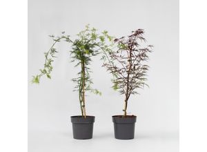 7428473336793 - Plant in a Box - Japanischer Ahorn - 2 Stk - Acer Garnet Emerald Lace - Höhe 60-70cm - Topf 19cm