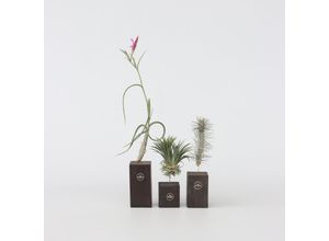 7428473349540 - Plant in a Box - Tillandsien - 3 Stk - Tillandsia - Höhe 30-35cm