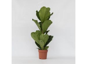 7428473367407 - Plant in a Box - Geigenpflanze - 2 Stk - Ficus Lyrata - Höhe 70-90cm - Topf 21cm